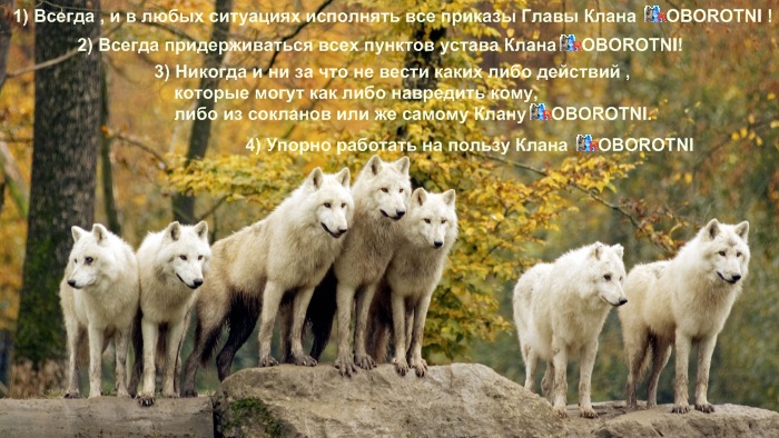 http://oldbk-oborotni.ucoz.ru/dlya_sayta/politika_klana/loups043kartinka_dlja_politiki_klana.jpg