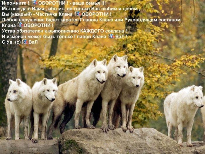 http://oldbk-oborotni.ucoz.ru/dlya_sayta/politika_klana/loups043kartinka_dlja_politiki_klana10.jpg