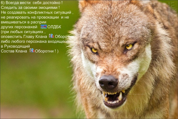 http://oldbk-oborotni.ucoz.ru/dlya_sayta/politika_klana/loups043kartinka_dlja_politiki_klana5.jpg