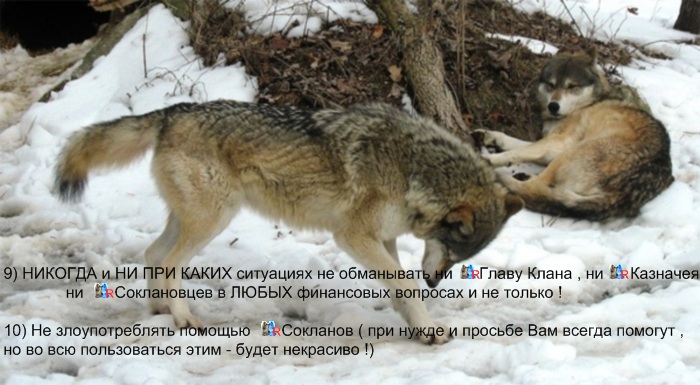 http://oldbk-oborotni.ucoz.ru/dlya_sayta/politika_klana/loups043kartinka_dlja_politiki_klana8.jpg